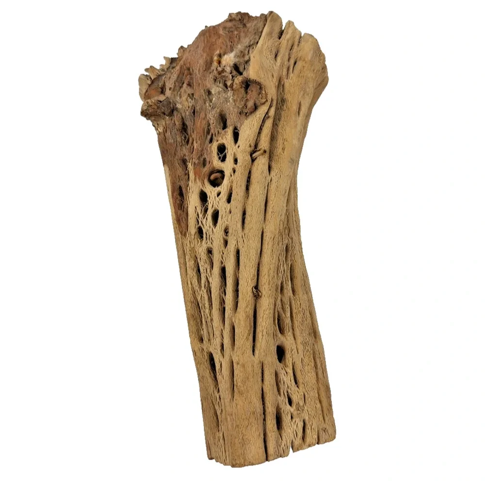 N/A natural cholla
